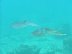 Swam with these two squid in Bonaire, we believe one male... by Kelly Sharkey 